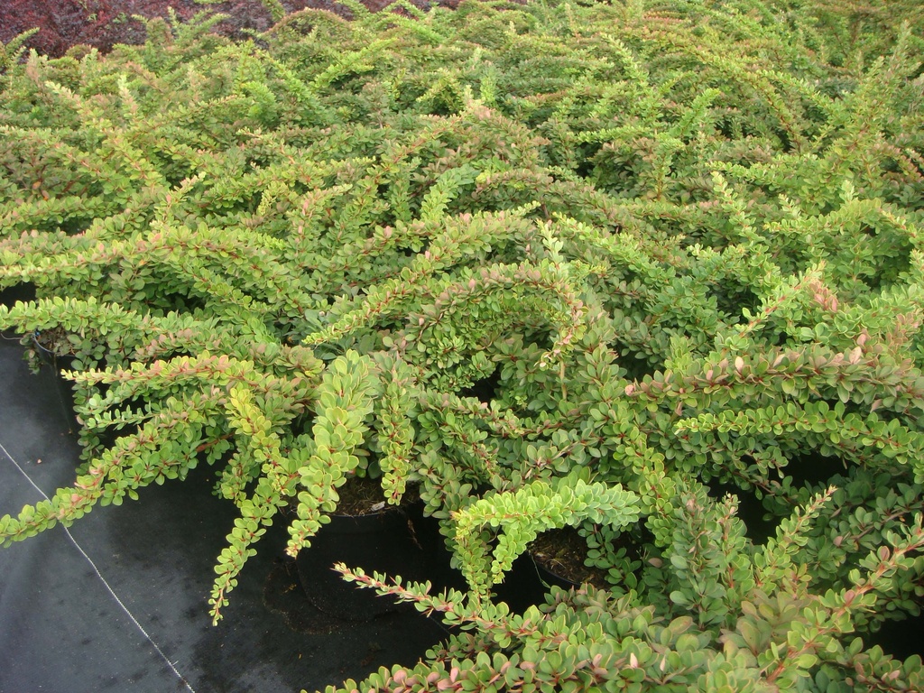 BERBERIS THUNBERGII 'GREEN CARPET'