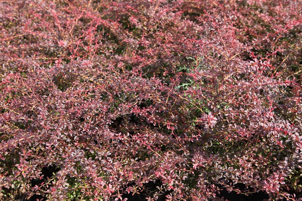 [xx] BERBERIS THUNBERGII 'ORANGE DREAM' (Pot 3 litres, 30-40 cm)