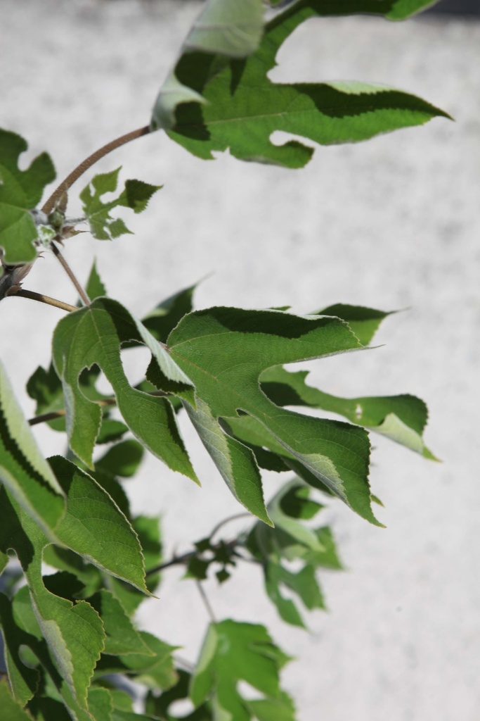 BROUSSONETIA PAPYRIFERA