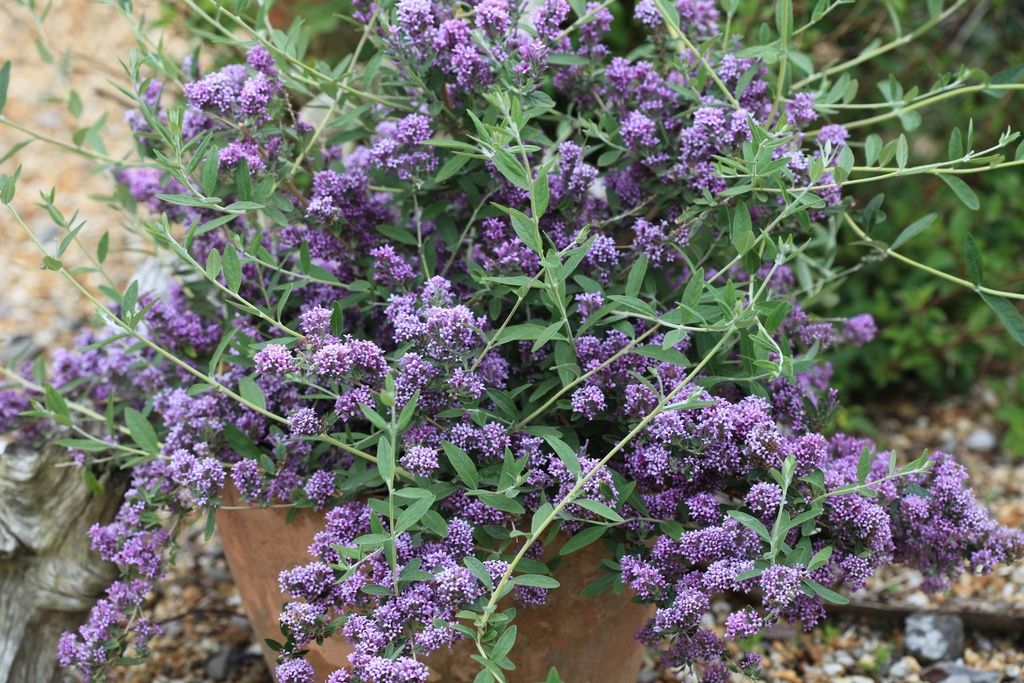 BUDDLEJA ALTERNIFOLIA UNIQUE