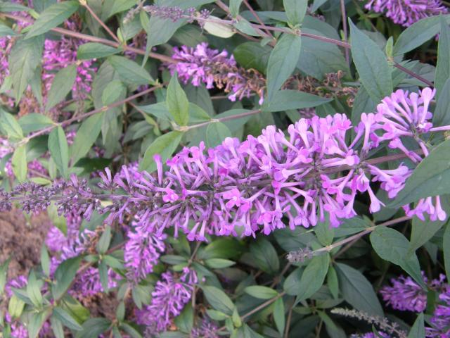 [BAVE3] BUDDLEJA ARGUS® VELVET (Pot 3 liter, 40-50 cm)