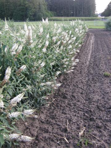 [BAWH3] BUDDLEJA ARGUS® WHITE (Pot 3 liter, 40-50 cm)