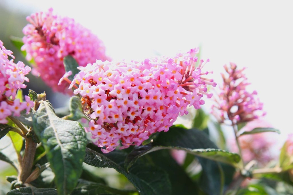 BUDDLEJA DAVIDII BUTTERFLY CANDY® 'LITTLE PINK'