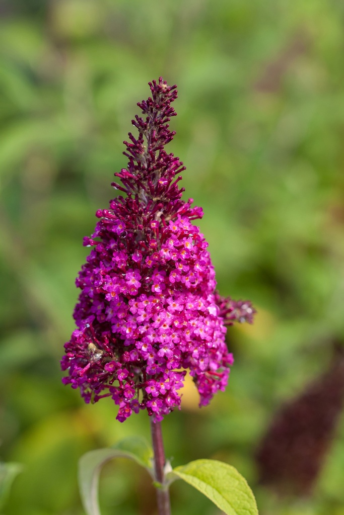 BUDDLEJA DAVIDII FIRST EDITIONS® 'FUNKY FUCHSIA'