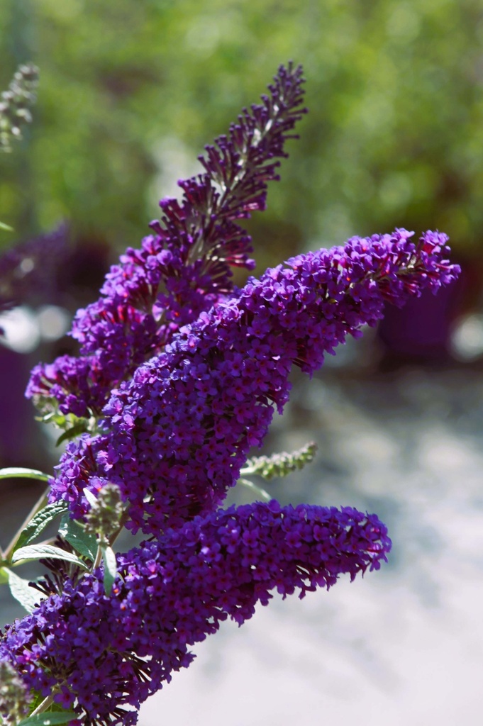 BUDDLEJA DAVIDII FIRST EDITIONS® 'PSYCHEDELIC SKY'