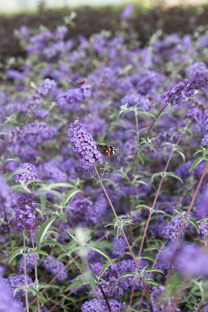 BUDDLEJA DAVIDII 'NANHO BLUE'