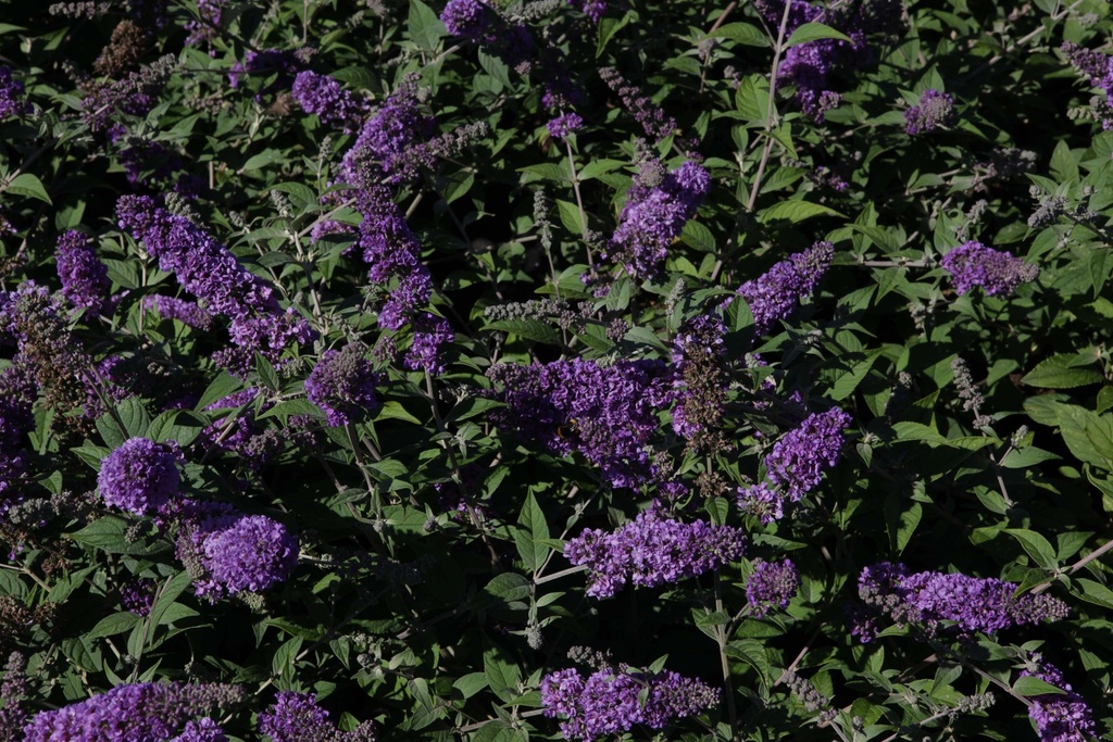 BUDDLEJA DAVIDII PROVEN WINNERS® 'BLUE CHIP'
