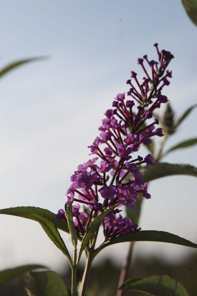 BUDDLEJA DAVIDII 'SOPHIE'