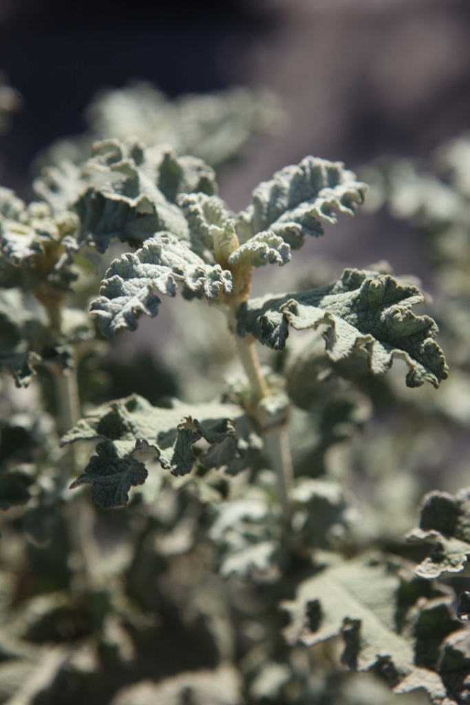 BUDDLEJA GLOMERATA 'SILVER SERVICE'