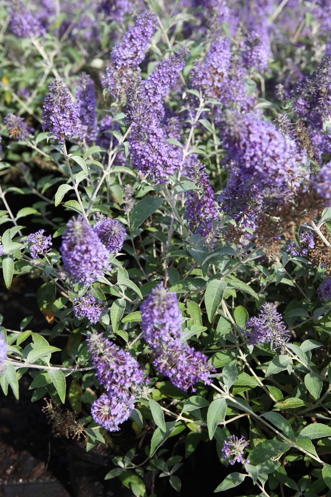 BUDDLEJA 'LOCHINCH'