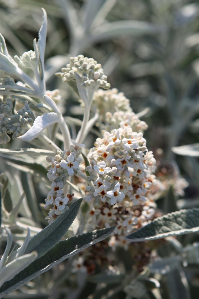 BUDDLEJA SILVER ANNIVERSARY