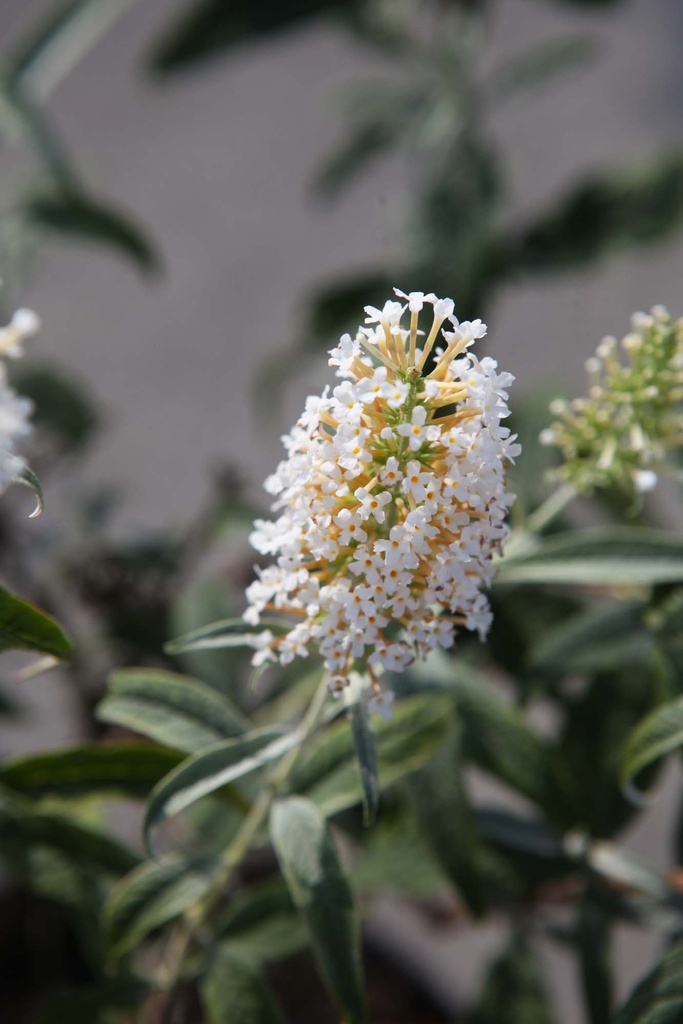 BUDDLEJA 'WHITE BALL'