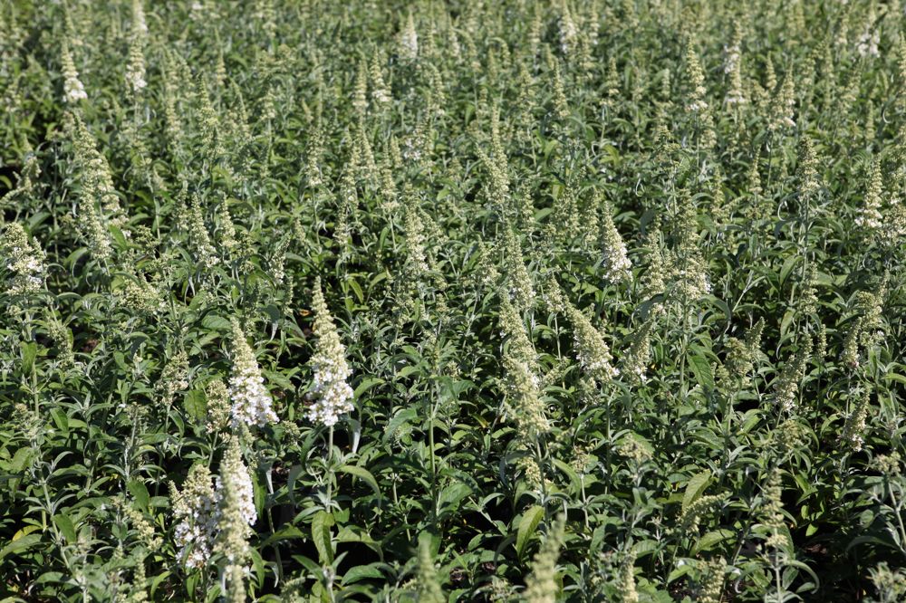 [BWBA3C] BUDDLEJA 'WHITE BALL' (Pot 3 liter, 30-40 cm)