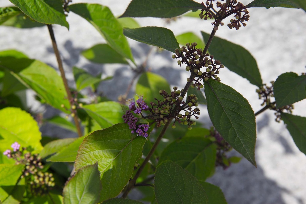 CALLICARPA BODINIERI IMPERIAL PEARL®