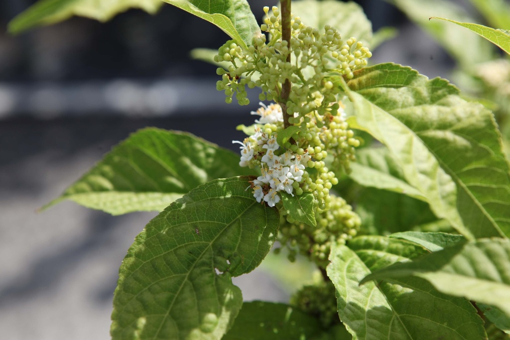 CALLICARPA BODINIERI MAGICAL® SNOWQUEEN