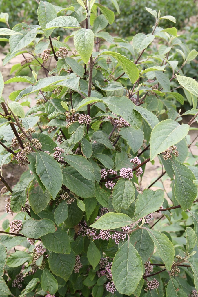 [CBPR150] CALLICARPA BODINIERI 'PROFUSION' (Pot, 150-175 cm)