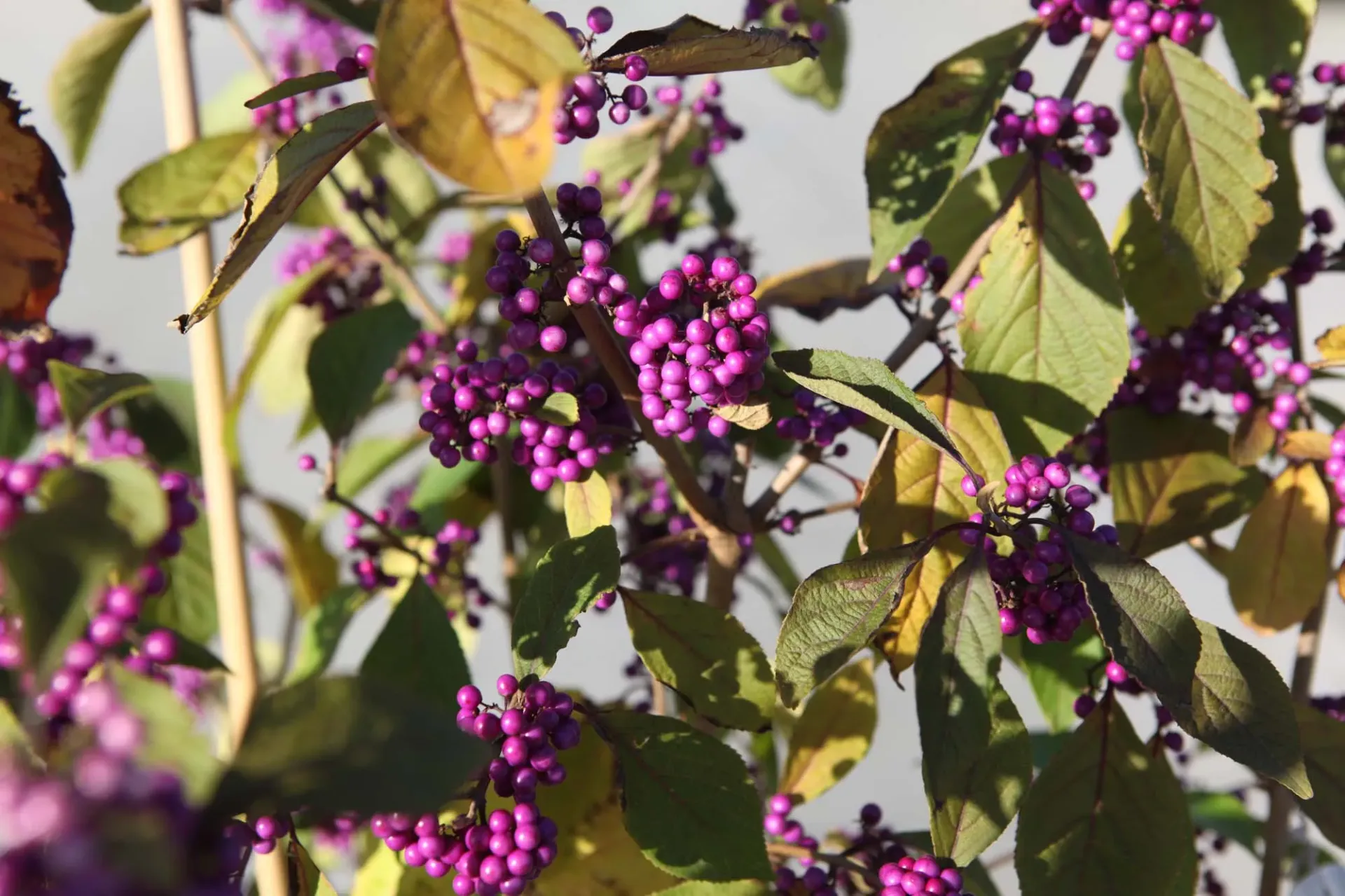 CALLICARPA BODINIERI 'PROFUSION'