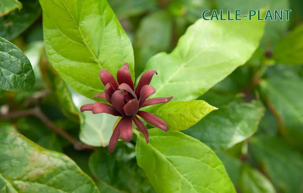 [CFLO80] CALYCANTHUS FLORIDUS (Pot, 80-100 cm)