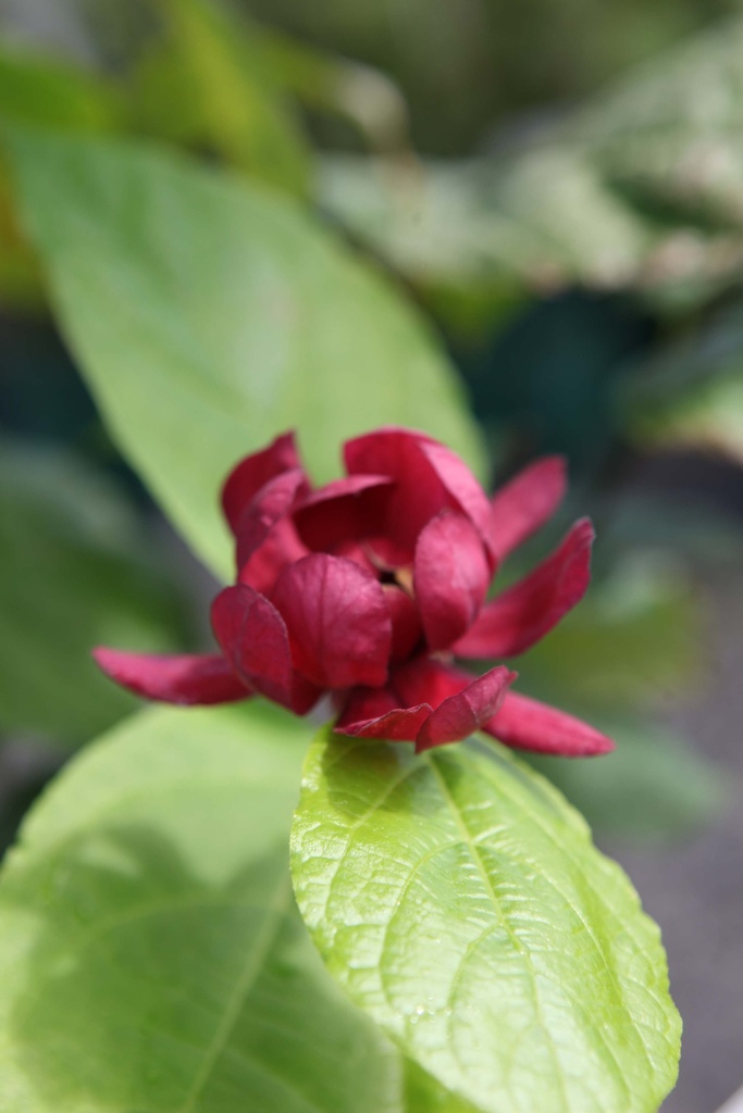 CALYCANTHUS RAULSTONII 'HARTLAGE WINE'
