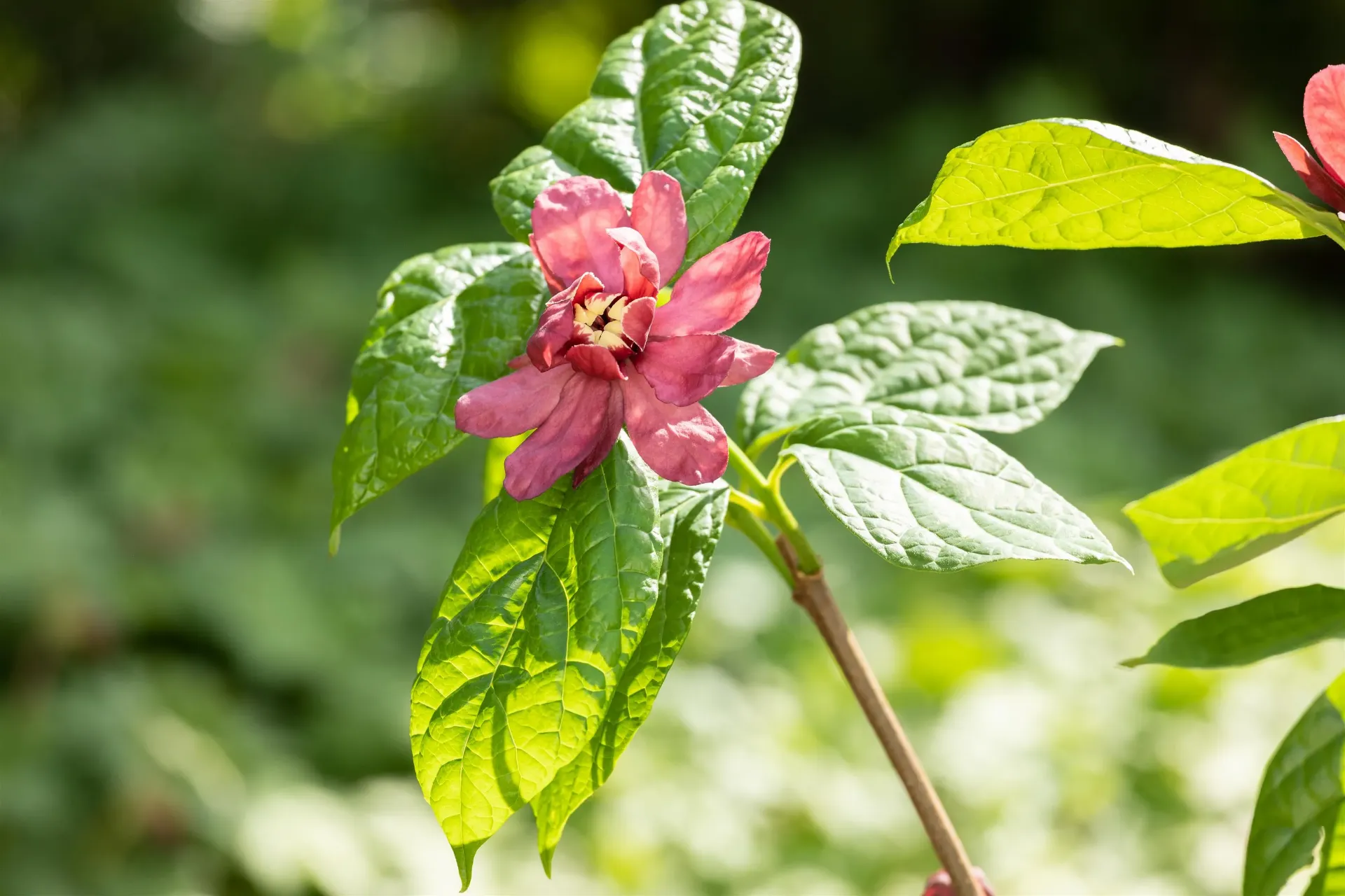 [xx] CALYCANTHUS RAULSTONII 'HARTLAGE WINE' (Pot 3 liter, 40-50 cm)