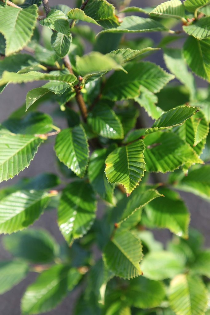 CARPINUS BETULUS 'FASTIGIATA'
