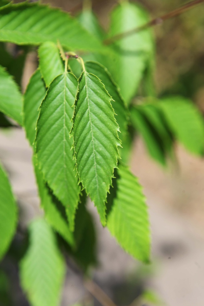 CARPINUS CAROLINIANA 'AUTUMN FIRE'
