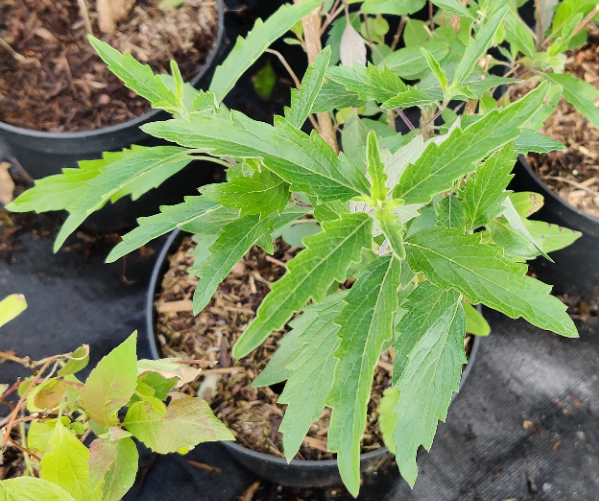 [CCGBL30] CARYOPTERIS CLANDONENSIS GRAND BLEU (Pot 3 litres, 30-40 cm)