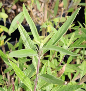 [CCKBL30] CARYOPTERIS CLANDONENSIS 'KEW BLUE' (Pot 3 litres, 30-40 cm)