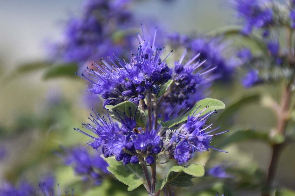 CARYOPTERIS CLANDONENSIS PROVEN WINNERS® BEYOND MIDNIGHT