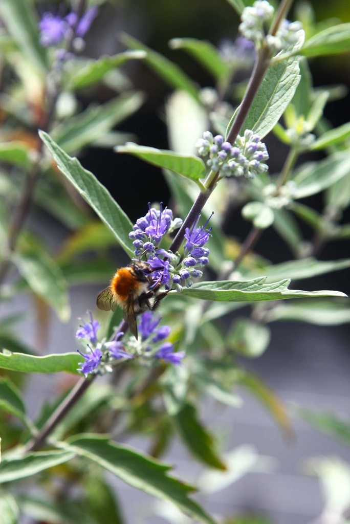 CARYOPTERIS CLANDONENSIS 'THETIS'