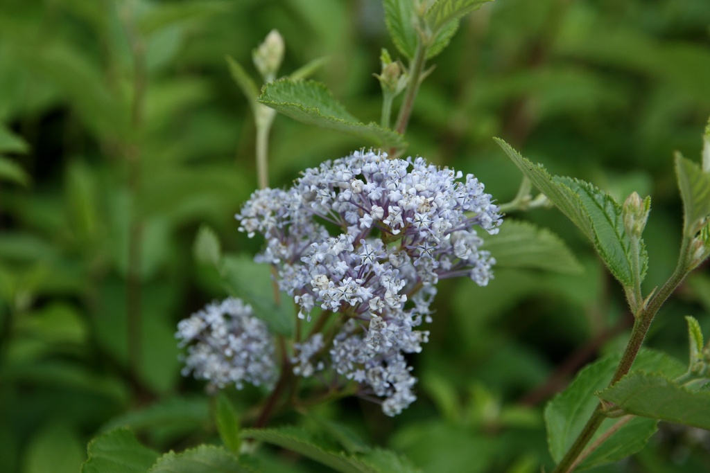 [CDGVE3] CEANOTHUS DELILIANUS 'GLOIRE DE VERSAILLES' (Pot 3 litres, 40-50 cm)