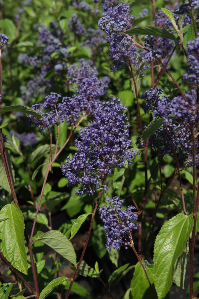 CEANOTHUS DELILIANUS 'HENRI DÉFOSSÉ'