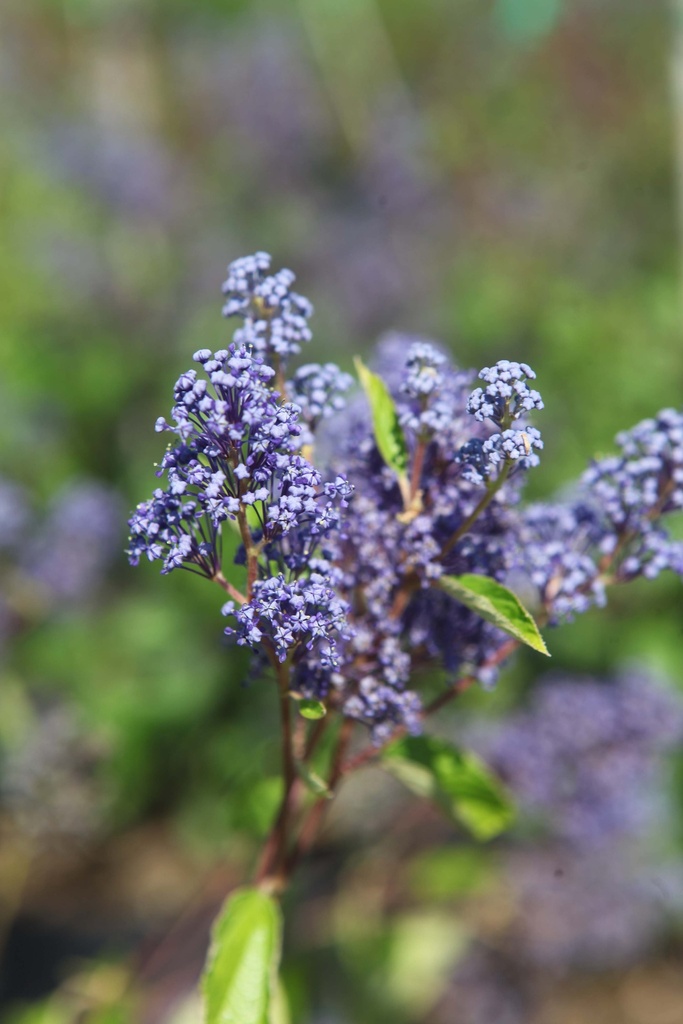 CEANOTHUS PALLIDUS MARIE BLEU