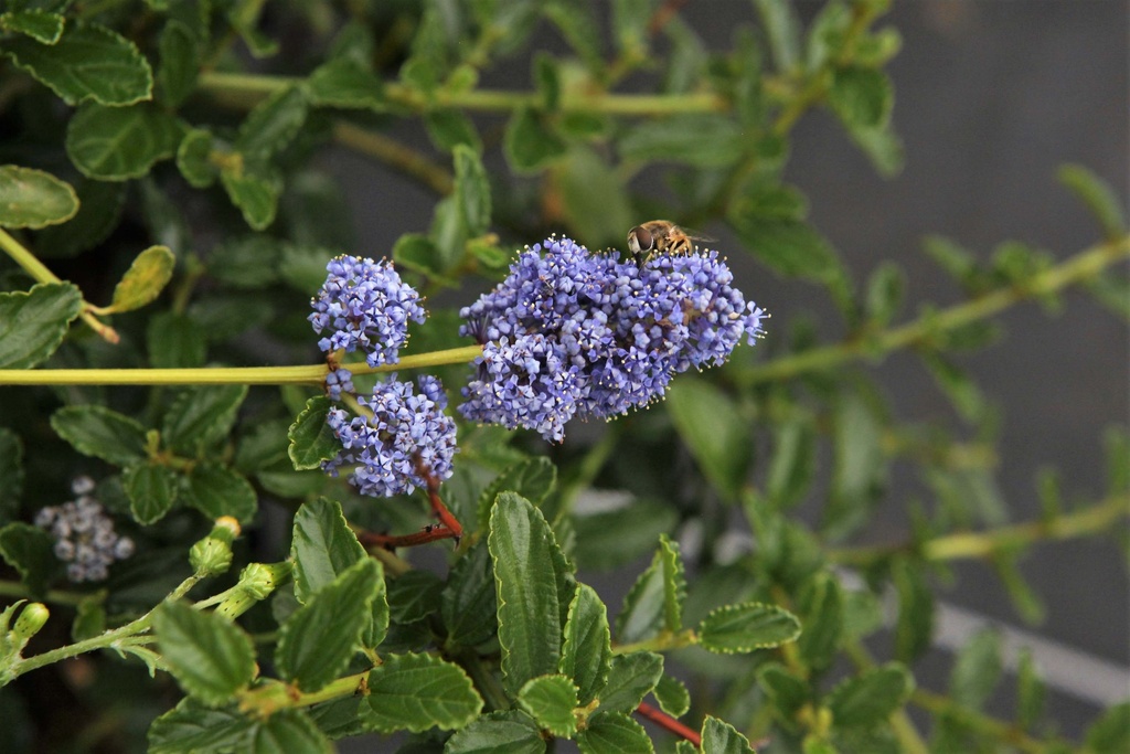 CEANOTHUS THYRSIFLORUS REPENS
