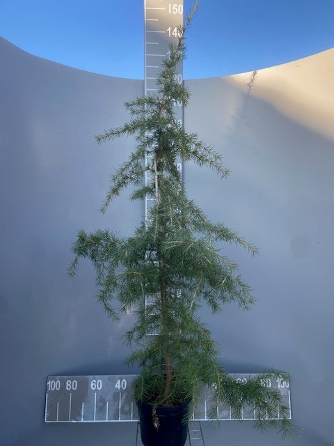 [CDE150] CEDRUS DEODARA (Pot, 150-175 cm)