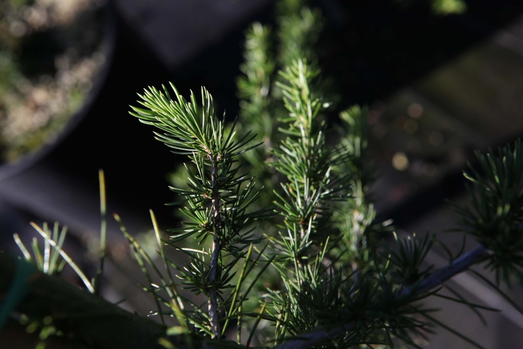 CEDRUS LIBANI