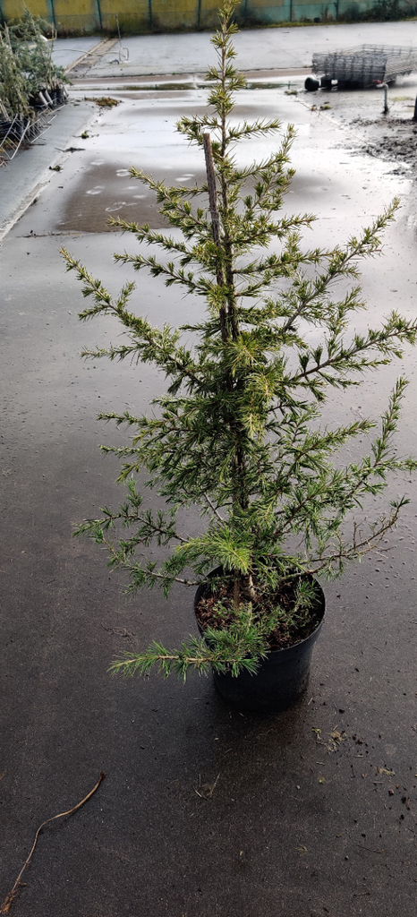 CEDRUS LIBANI