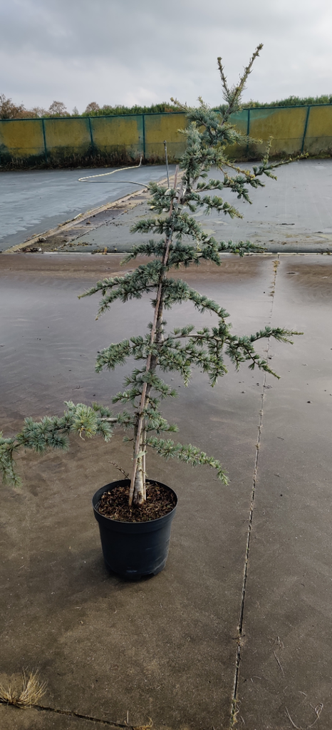 CEDRUS LIBANI 'GLAUCA'