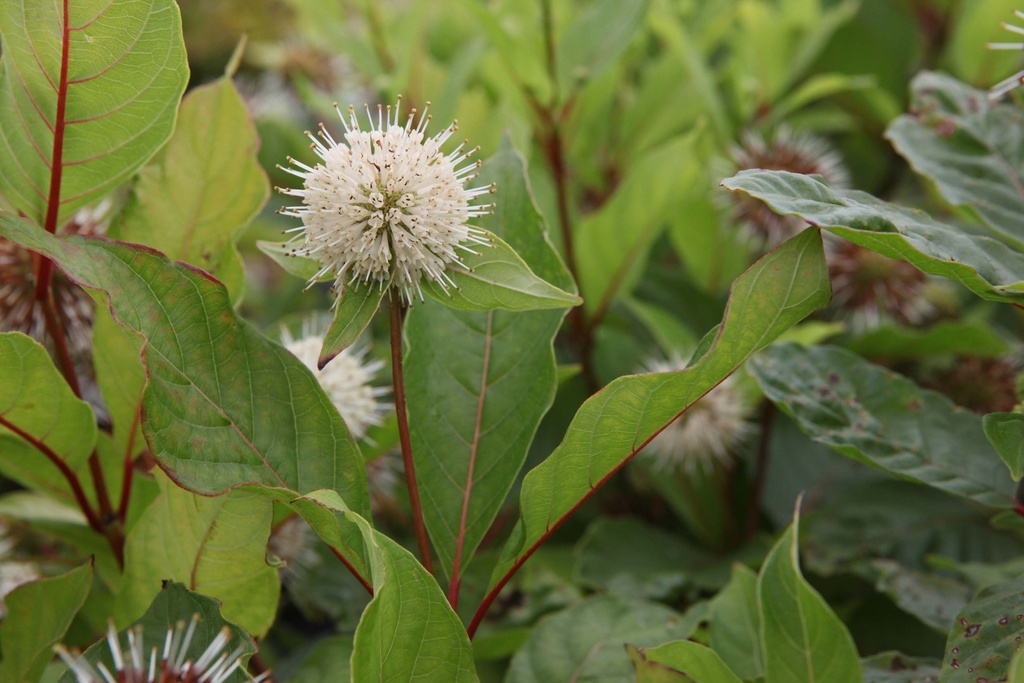 CEPHALANTHUS OCCIDENTALIS