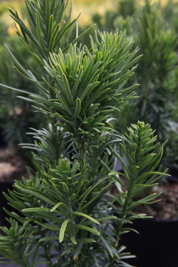 CEPHALOTAXUS HARRINGTONIA 'FASTIGIATA'