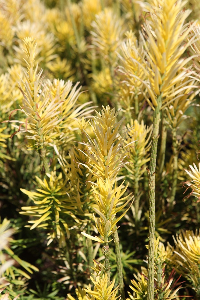 CEPHALOTAXUS HARRINGTONIA 'KOREAN GOLD'