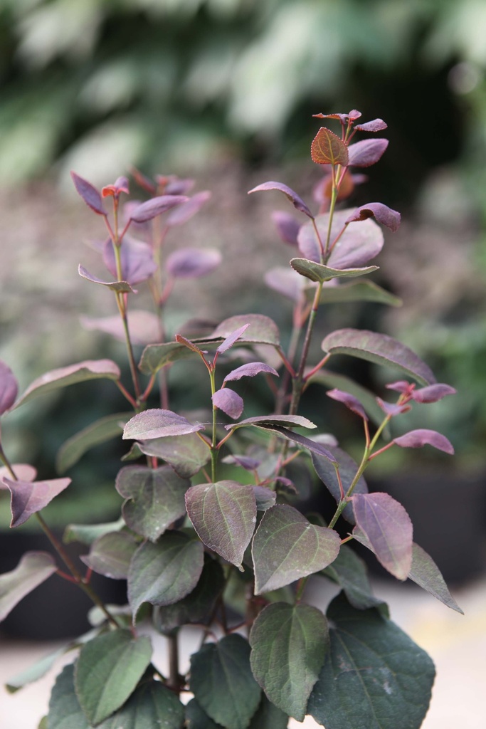 CERCIDIPHYLLUM JAPONICUM 'ROTFUCHS'
