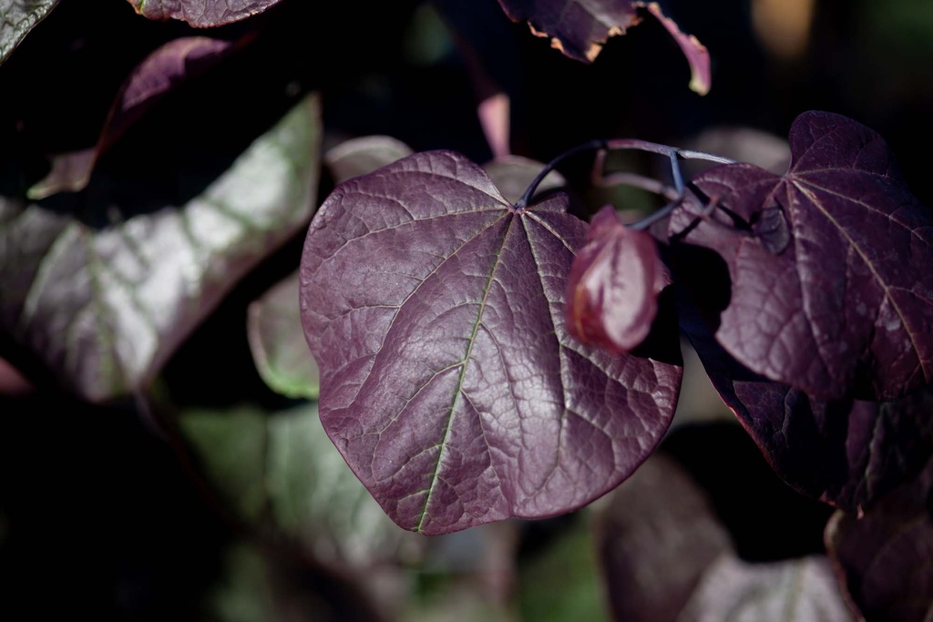 CERCIS CANADENSIS 'FOREST PANSY'