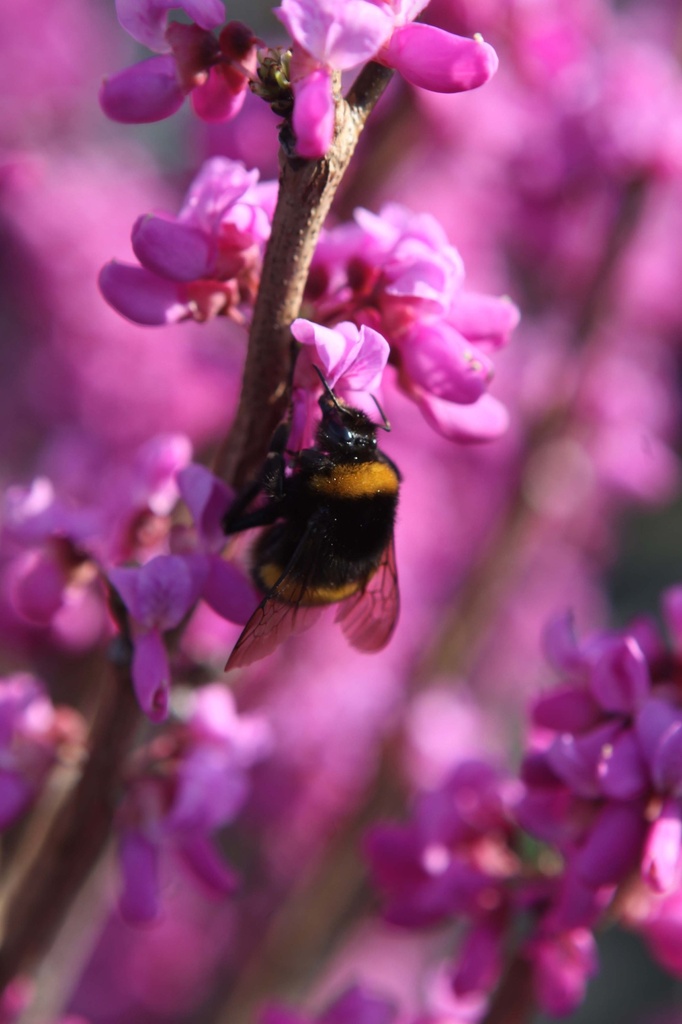 CERCIS CHINENSIS 'AVONDALE'