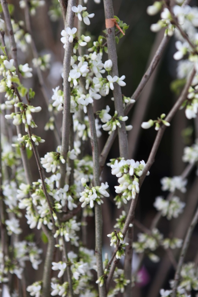 CERCIS CHINENSIS 'SHIROBANA'