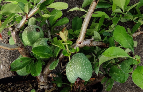 [CSNI40] CHAENOMELES SUPERBA 'NICOLINE'