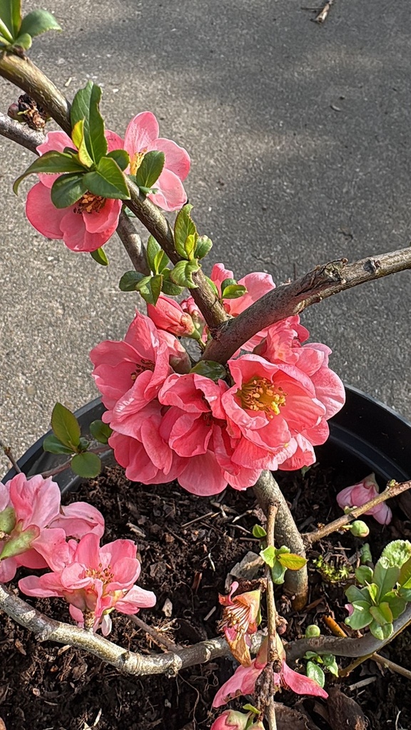 [CSPLA40] CHAENOMELES SUPERBA 'PINK LADY' (Pot 3 litres, 40-50 cm)