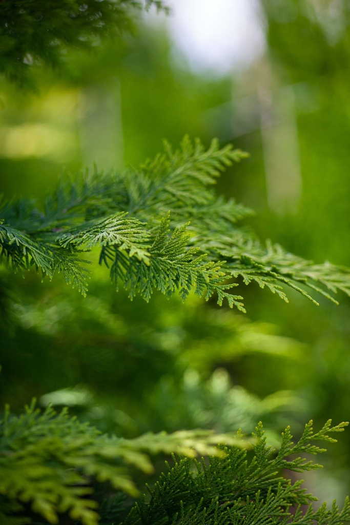 CHAMAECYPARIS LAWSONIANA 'IVONNE'