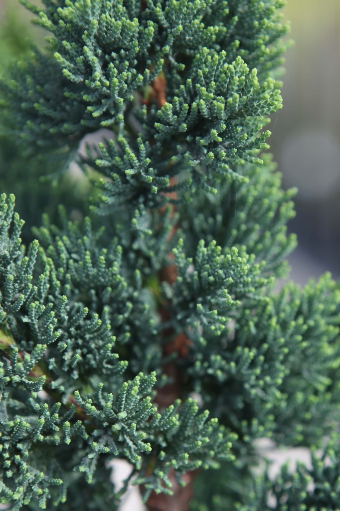 CHAMAECYPARIS LAWSONIANA 'WISSEL'S SAGUARO'