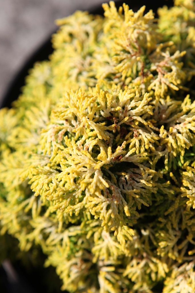 CHAMAECYPARIS OBTUSA 'BUTTERBALL'